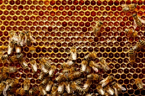 honeycomb