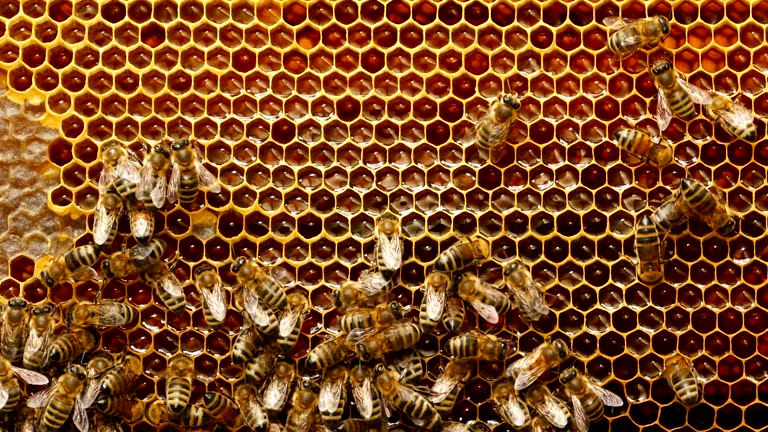 honeycomb