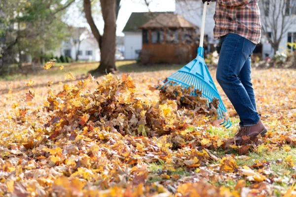 Why Timely Leaf Removal Is Essential for a Healthy Lawn leaf removal Henderson NV